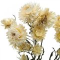 Floristik21 Trockendeko Strohblume Creme Helichrysum getrocknet 50cm 30g