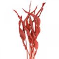 Strelitzienblätter Rot gefrostet Trockenfloristik 45-80cm 10St