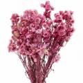 Floristik21 Trockenblumen Rosa Trockenblumenstrauß Getrocknete Blumen Pink H21cm