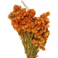 Floristik21 Strohblumen Trockenblumen Orange Klein 15g
