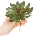 Künstliche Sukkulente grün 18cm 3er-Set aus Kunststoff für Innenräume | Floristik21.de