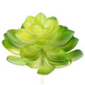 Floristik21 Künstliche Sukkulente Grün, 10 cm Höhe, Set aus 4 Stück, Dekoration für Schale oder Vase