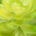 Künstliche Sukkulente Grün, 10 cm Höhe, Set aus 4 Stück, Dekoration für Schale oder Vase | Floristik21.de