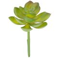 Floristik21 Kunstpflanze Sukkulente Grün, Kunststoff, Höhe 9 cm, Innenraumdekoration