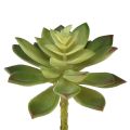 Floristik21 Künstliche Sukkulenten Kunstpflanzen Grün Ø10cm 4St