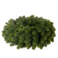 Künstlicher Tannenkranz Kunststoff rund grün 50 cm | Floristik21.de