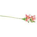 Floristik21 Tigerlilie Rosa, Weiß 60cm