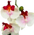 Floristik21 Tischdekoration Orchidee im Topf Creme H29cm