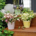 Topf aus Metall, Frühlingsdeko, Pflanzgefäß mit Henkeln Gelb Shabby Chic Ø18cm H17,5cm | Floristik21.de