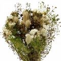 Floristik21 Trockenblumenstrauß mit Wiesengräsern Weiß, Grün, Braun 125g Trockenfloristik