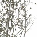 Floristik21 Trockenblume Massasa Geweißt Dekozweige 50-55cm Bund von 6St