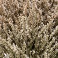 Trockenblume Bund Strandflieder Statice Natur 1kg | Floristik21.de