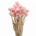 Floristik21 Trockenblumen Capblumen Pink Strohblumen H42cm