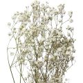 Floristik21 Trockenblumen Schleierkraut Gypsophila Weiß 58cm 7g
