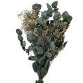 Floristik21 Trockenblumenstrauß Eukalyptus Schleierkraut Konserviert 50cm Grün
