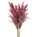 Floristik21 Trockengras Riedgras getrocknet Dekogras Altrosa 75cm 10 St