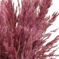 Trockengras Riedgras getrocknet Dekogras Altrosa 75cm 10 St | Floristik21.de