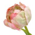 Floristik21 Tulpe Rosa, Grün 37cm 6St