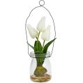 Floristik21 Tulpe Weiß im Glas H21cm 1St