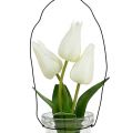 Floristik21 Tulpe Weiß im Glas H21cm 1St