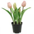 Floristik21 Tulpe Rosa, Grün im Topf Künstliche Topfpflanze Dekotulpe H23cm