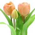 Floristik21 Tulpe Real-Touch Pfirsichfarben 23cm