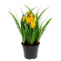 Floristik21 Tulpen im Topf Gelb 30cm