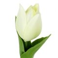 Floristik21 Frühlingsdeko, Künstliche Tulpen, Seidenblumen, Deko-Tulpen Grün/Creme 12St