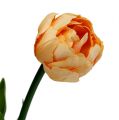 Floristik21 Tulpenstrauß Apricot 43cm