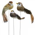 Frühlingsdeko, Minivögel, Dekovögel am Draht Braun, Beige H2,5cm 24St