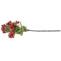 Floristik21 Weihnachtszweige mit roten Beeren, Winterdeko, Scheinbeere Rot beschneit L58cm