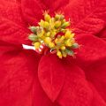 Kunstblume Weihnachtsstern Rot Einzelstiel 82cm Kunststoff | Floristik21.de