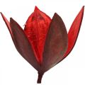 Floristik21 Wildlilie Rot Naturdeko Trockenblumen 6-8cm 50St