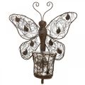 Floristik21 Windlicht Metall Wanddeko Schmetterling Rost Deko 36,5cm