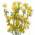Floristik21 Xanthium Seidenblume Gelb 53cm 6St