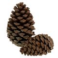 Floristik21 Zapfen Pinus Maritima 10cm - 15cm Natur 3St