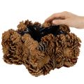 Tannenzapfen Pflanztopf Stern 30 cm naturbraun mit Folie für Herbst- und Weihnachtsdekoration | Floristik21.de