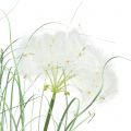 Floristik21 Ziergras mit weißen Samen Grün H73cm