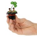 Glücksfiguren-Set Kleeblatt und Käfer im Zylinder, 7 cm, 3 Stück, Kunststoff, Schwarz/Grün/Rot | Floristik21.de