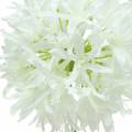 Floristik21 Zierlauch Allium künstlich Weiß Ø12cm H62cm