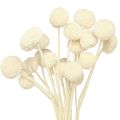 Floristik21 Craspedia getrocknet Trommelstöckchen Creme 45-55cm 20 St