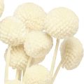 Craspedia getrocknet Trommelstöckchen Creme 45-55cm 20 St | Floristik21.de
