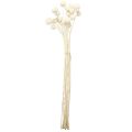 Craspedia getrocknet Trommelstöckchen Creme 45-55cm 20 St | Floristik21.de