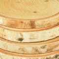 Holzscheiben mit Rinde Birkenscheibe Natur Ø9-10cm 7 St | Floristik21.de
