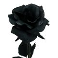 Floristik21 Rose Seidenblume Schwarz 63cm