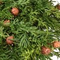Tannenkranz Thuja mit Knospen Basis Rebenkranz Ø50cm ideal für festliche Dekoration | Floristik21.de