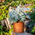Metall Übertopf-Set Mit Wasserhahn Deko Rostoptik - Garten Vintage Charm - Pflanzgefäß - Größen-Set 3-teilig | Floristik21.de